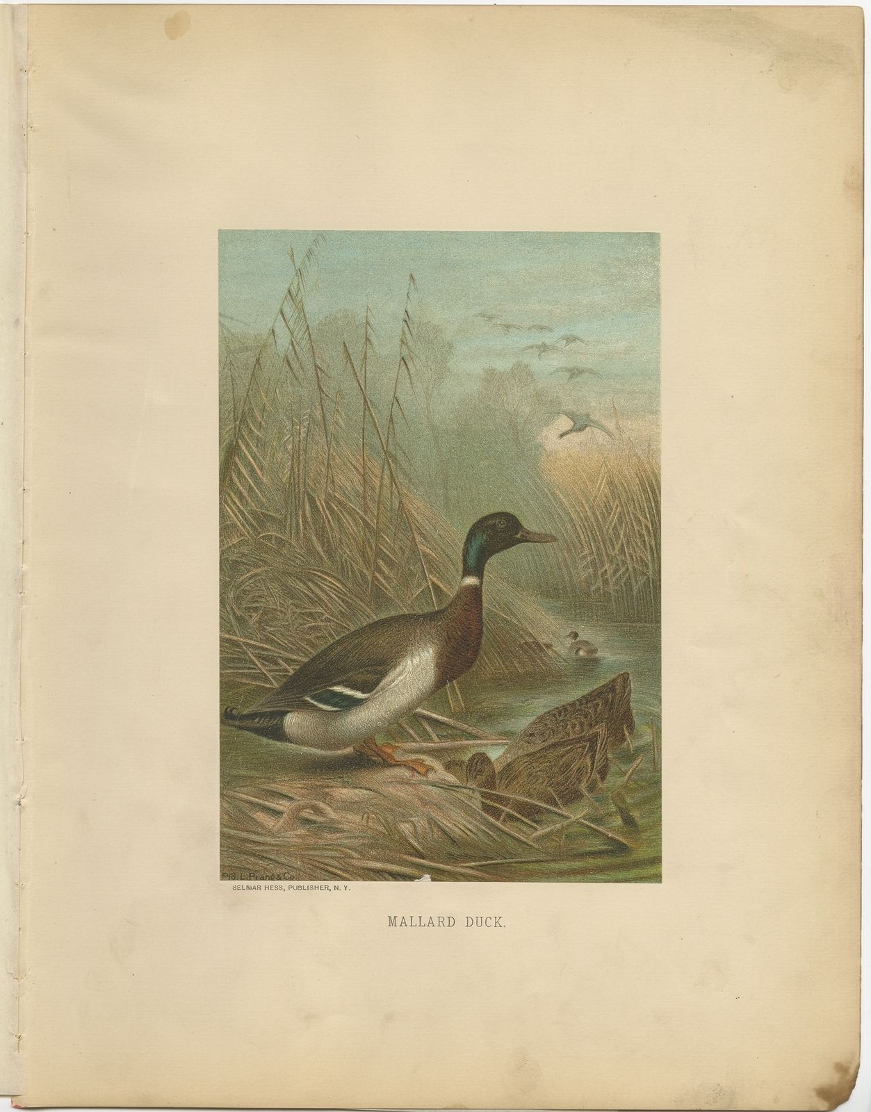 Antique Bird Print Of The Mallard Duck By Prang (1898)