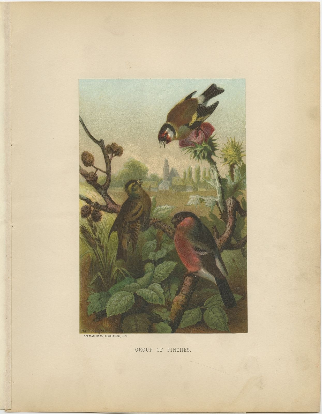 Antique Bird Print Of Finches By Prang (1898)