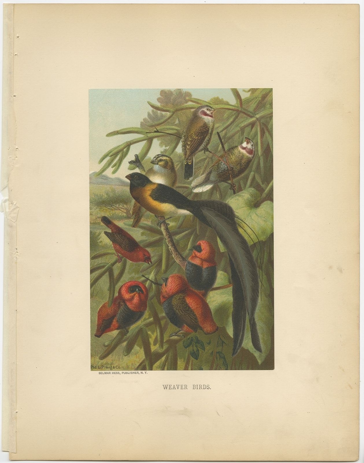 Antique Bird Print Of Weaver Birds By Prang (1898)