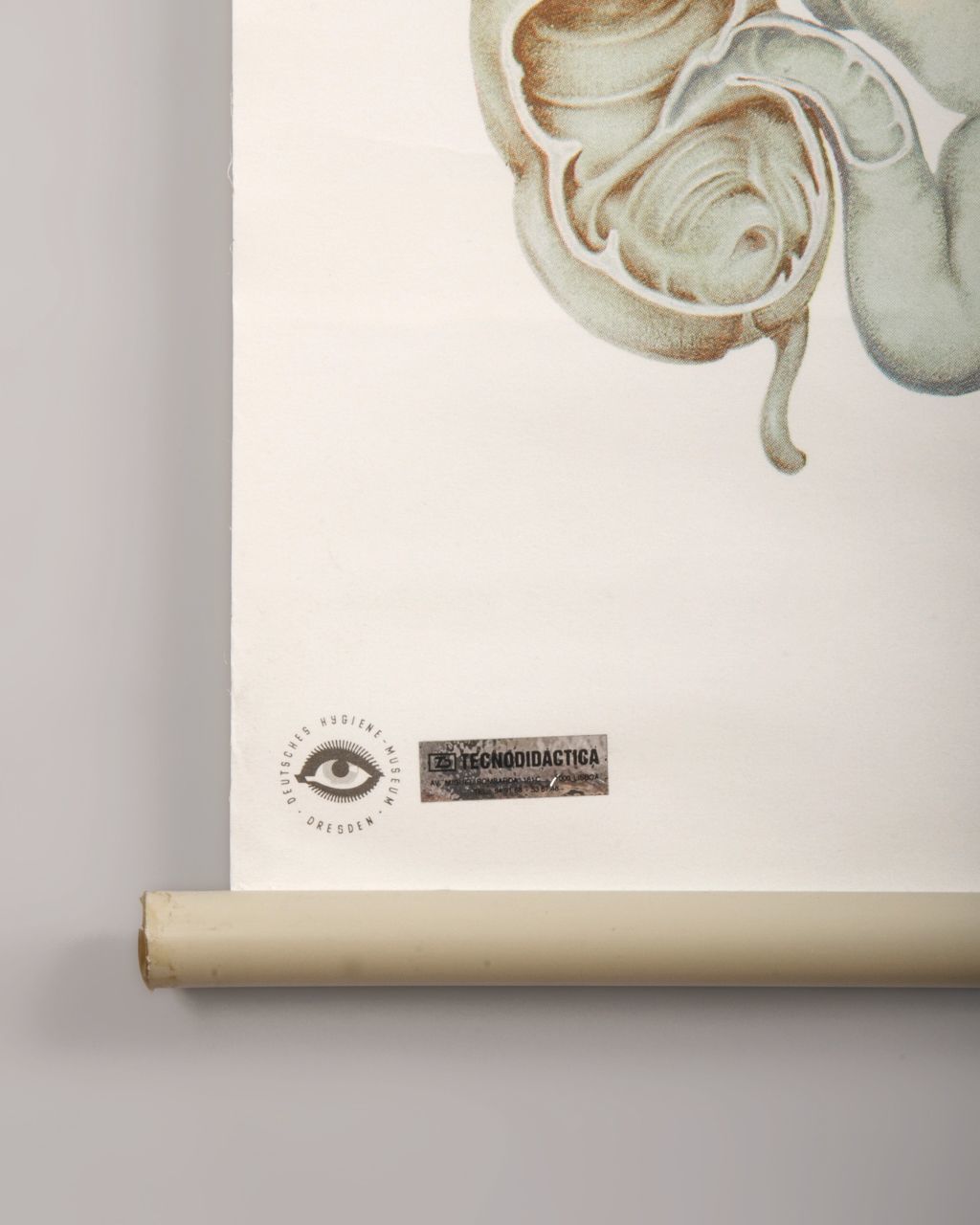 Deutsches Hygiene Museum In Dresden Poster photo Art