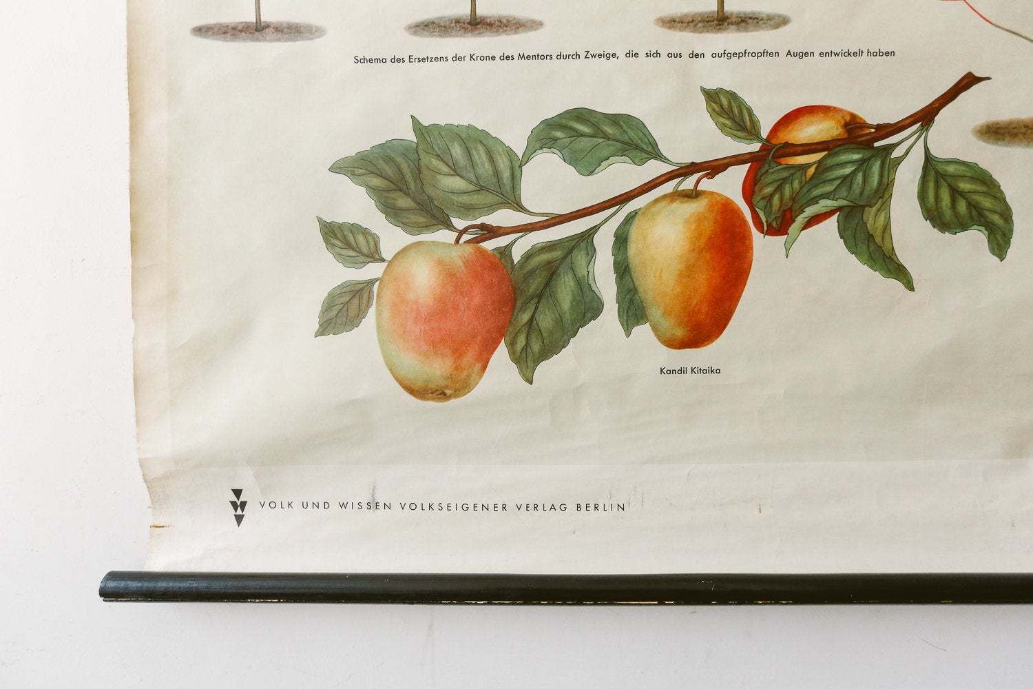 Original Botanical Vintage German School Wall Chart Michurin's Selection Botany Fruit Apple Beautiful Rare Plant Genetics Volk Und Vissen photo for sale