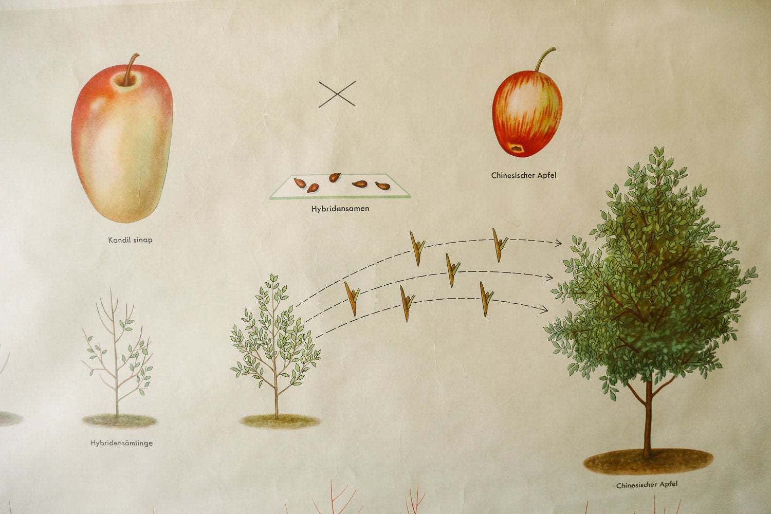 Original Botanical Vintage German School Wall Chart Michurin's Selection Botany Fruit Apple Beautiful Rare Plant Genetics Volk Und Vissen photo Art