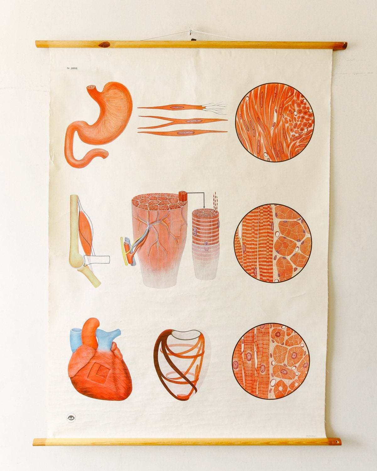 Original Anatomical Vintage German Educational School Wall Chart Structure Of Muscle Anatomy Medicine Deutsches Science Beautiful Rare
