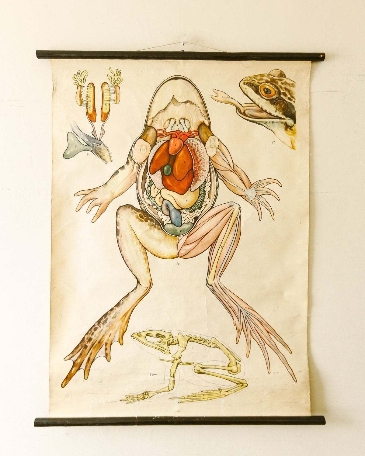 Original Zoological Vintage German School Wall Chart Frog Anatomy Skeleton Zoology Beautiful Rare Amphibian Te Neues