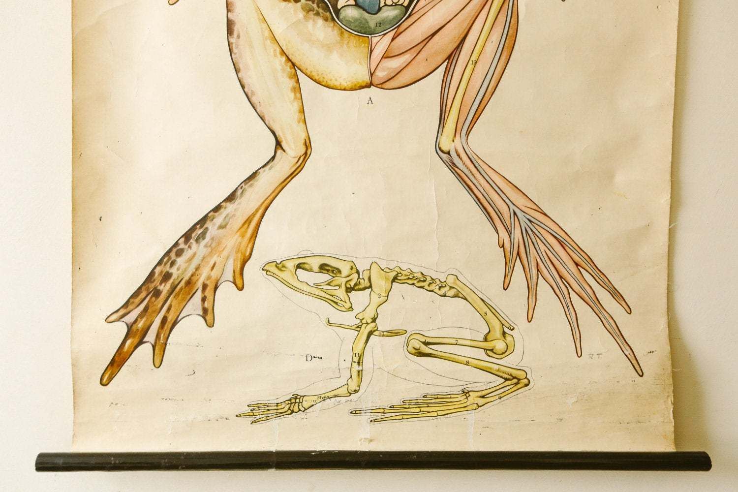 Original Zoological Vintage German School Wall Chart Frog Anatomy Skeleton Zoology Beautiful Rare Amphibian Te Neues photo 135.0