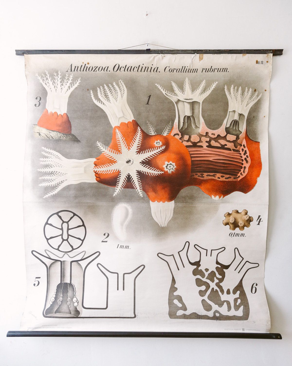 Original Zoological Vintage German School Wall Chart Red Coral Marine Biology Zoology Beautiful Rare Paul Pfurtscheller