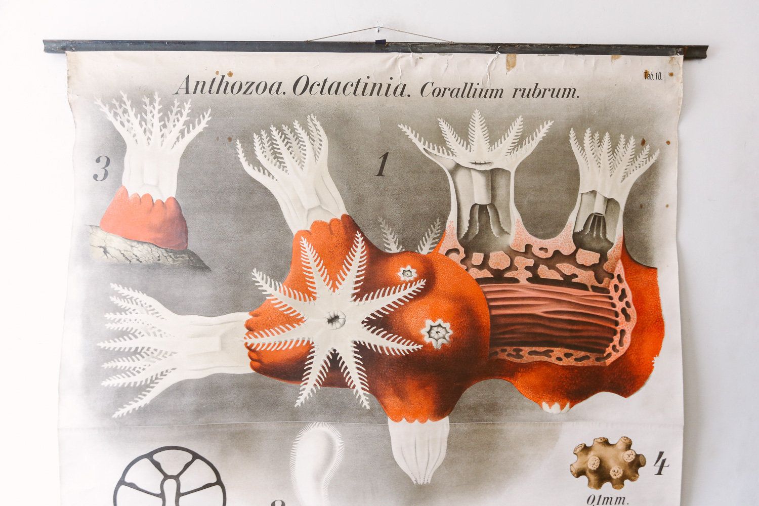 Original Zoological Vintage German School Wall Chart Red Coral Marine Biology Zoology Beautiful Rare Paul Pfurtscheller photo furniture
