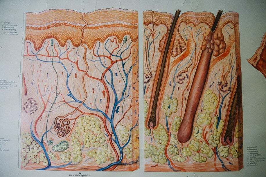 Original Anatomical Vintage German Educational School Wall Chart Mouth Tongue Anatomy Medicine Deutsches Science Museum Beautiful Rare photo Art