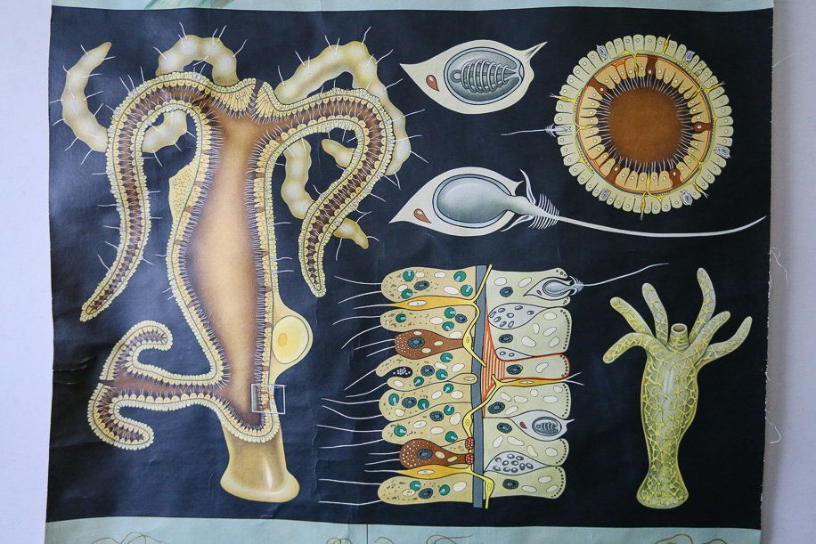 Original Botanical Vintage German School Wall Chart Freshwater Hydra Polyp Botany Beautiful Rare Jung Koch Quentell photo for sale