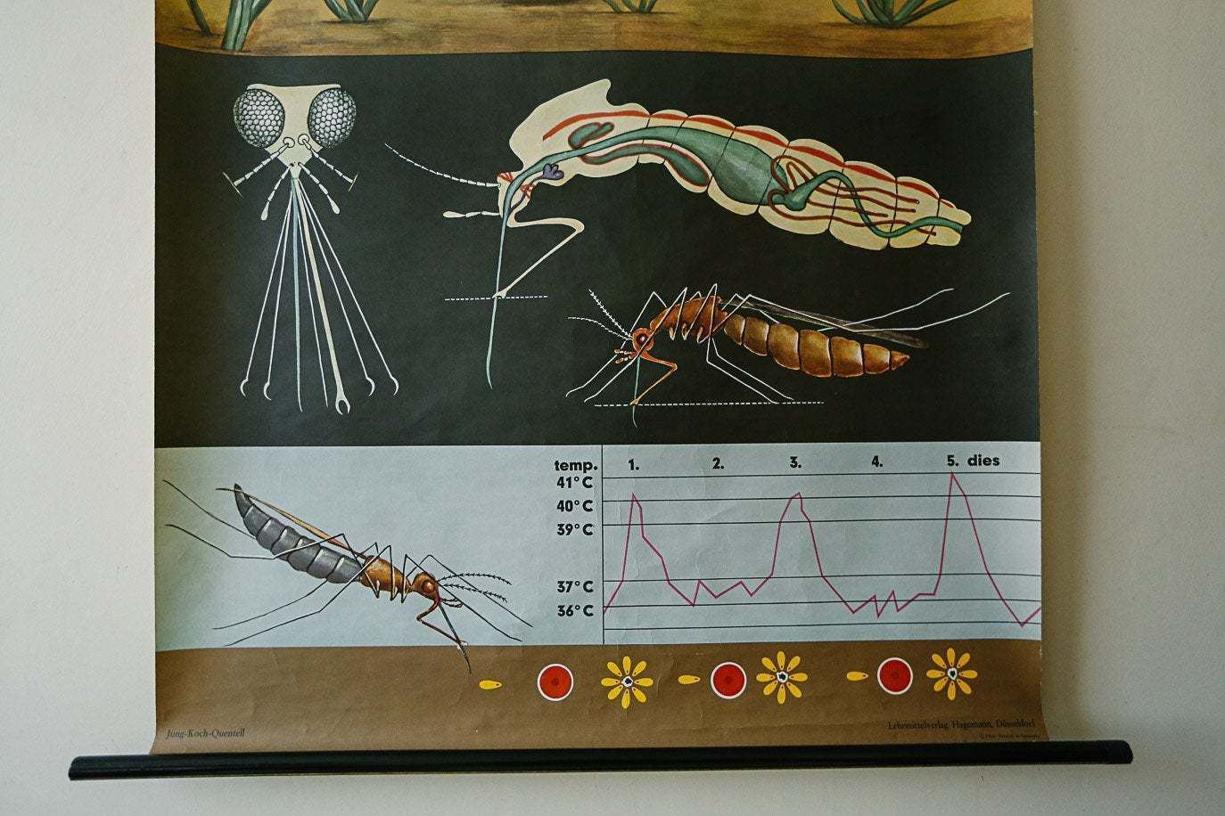 Original Zoological Vintage French School Chalk Wall Chart Mosquito Insect Zoology Beautiful Rare Jung Koch Quentell photo for sale