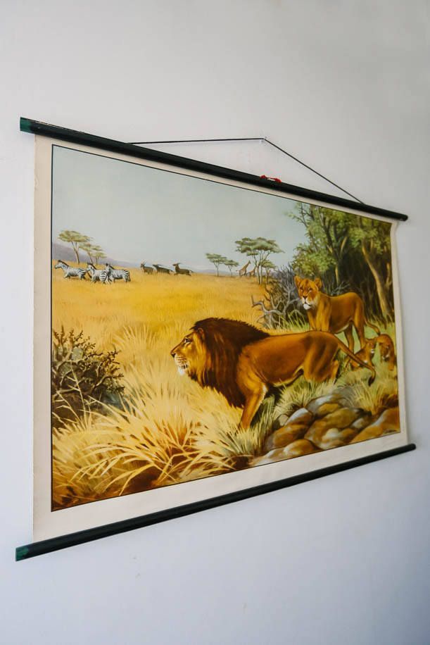 Original Zoological Vintage German School Wall Chart Lions Lion Lioness Zoology Beautiful Rare Educational Illustration Interiors Deco photo furniture