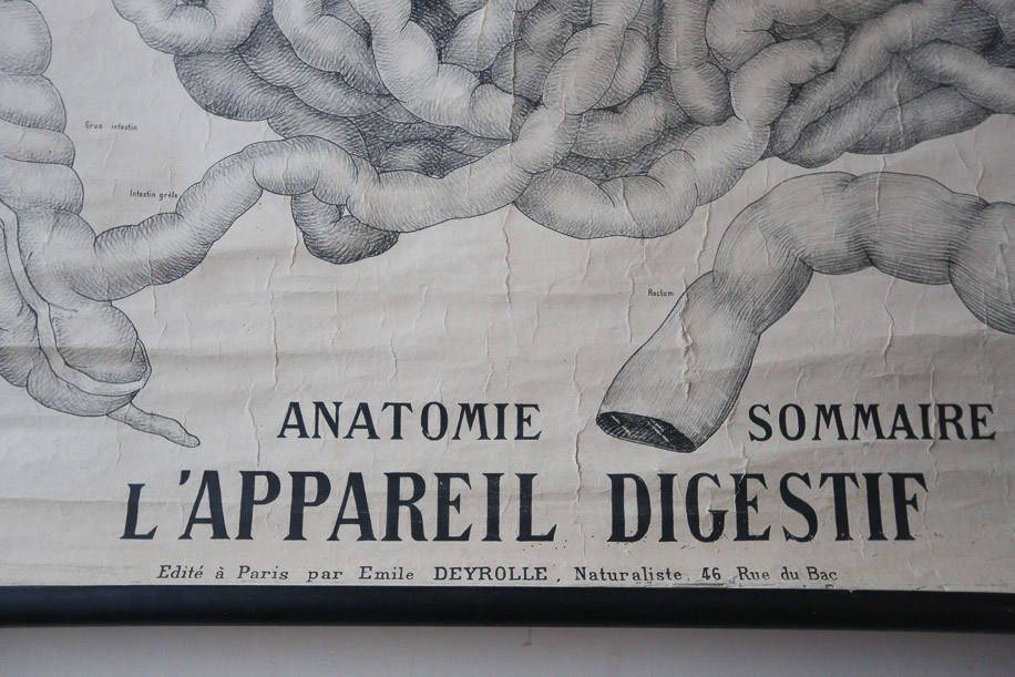 Original Anatomical Vintage French School Chalk Wall Chart Digestive System Gastric Beautiful Rare Emile Deyrolle photo vinterior