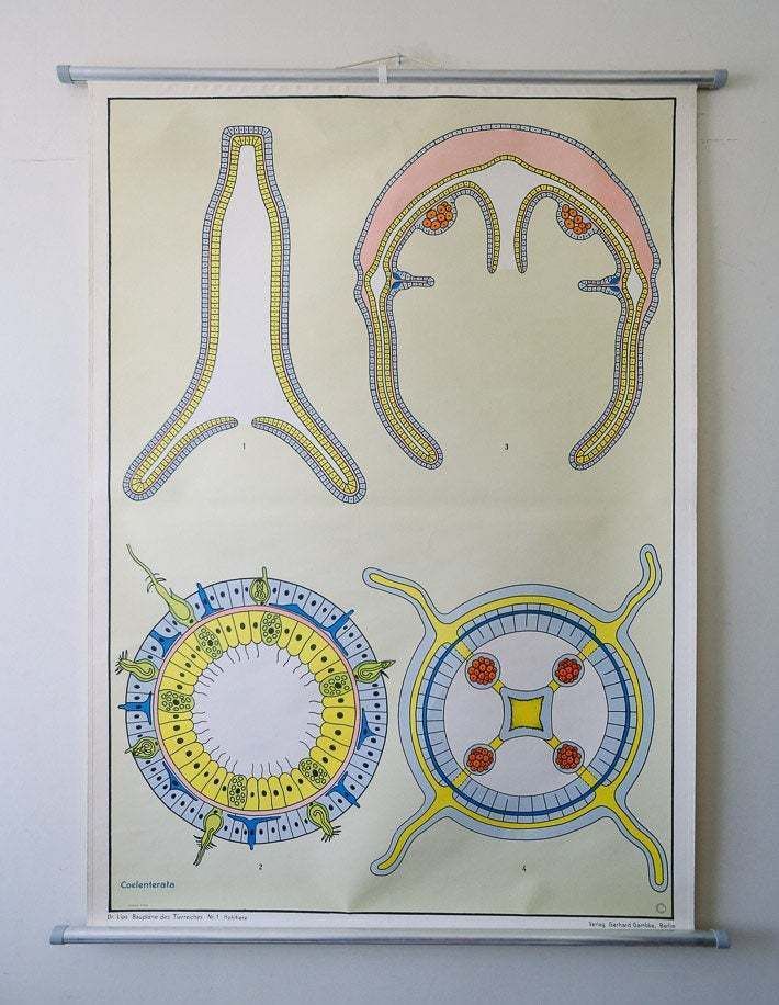 Original Zoological Vintage German School Wall Chart Coelentera Zoology Beautiful Rare DR Lips