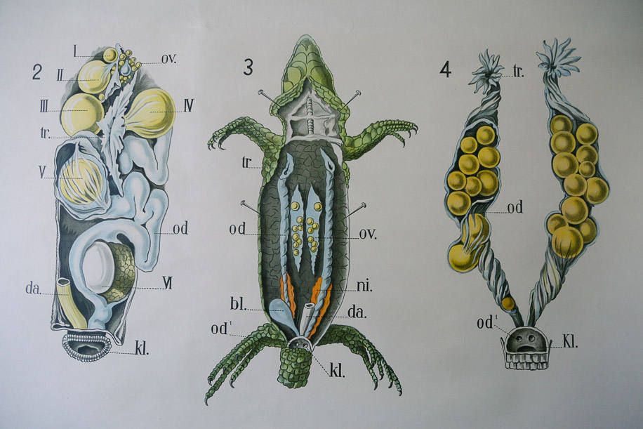 Original Zoological Vintage German School Wall Chart Newt Zoology Beautiful Rare DR Gambke photo Art