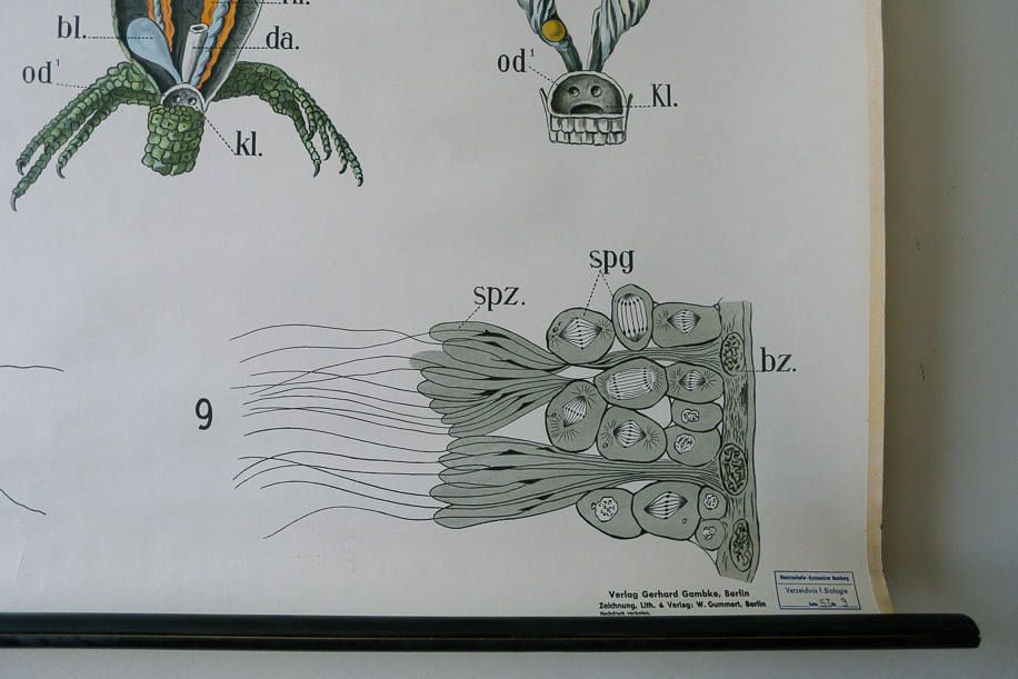 Original Zoological Vintage German School Wall Chart Newt Zoology Beautiful Rare DR Gambke photo 95.0