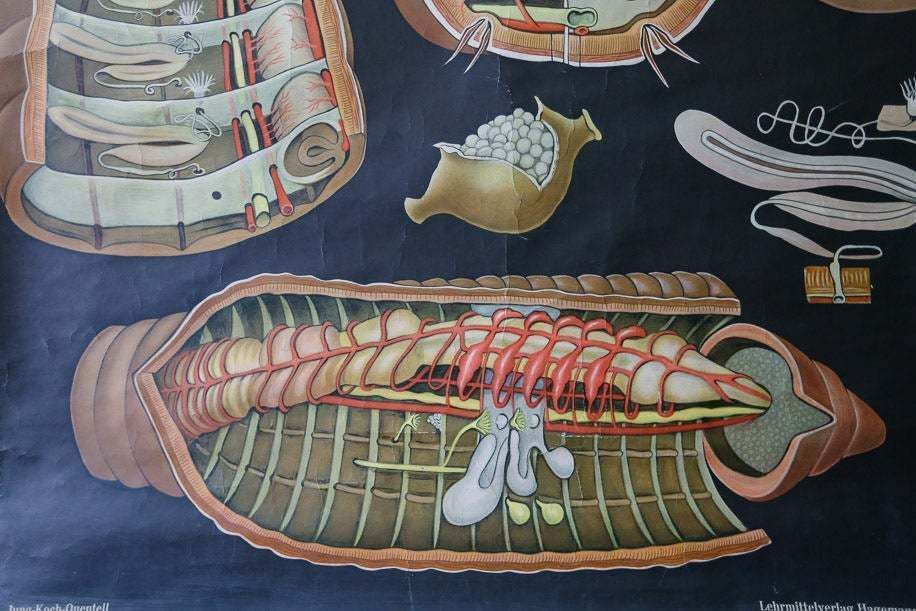 Original Zoological Vintage German School Wall Chart Worm Earthworm Zoology Beautiful Rare Jung Koch Quentell photo for sale