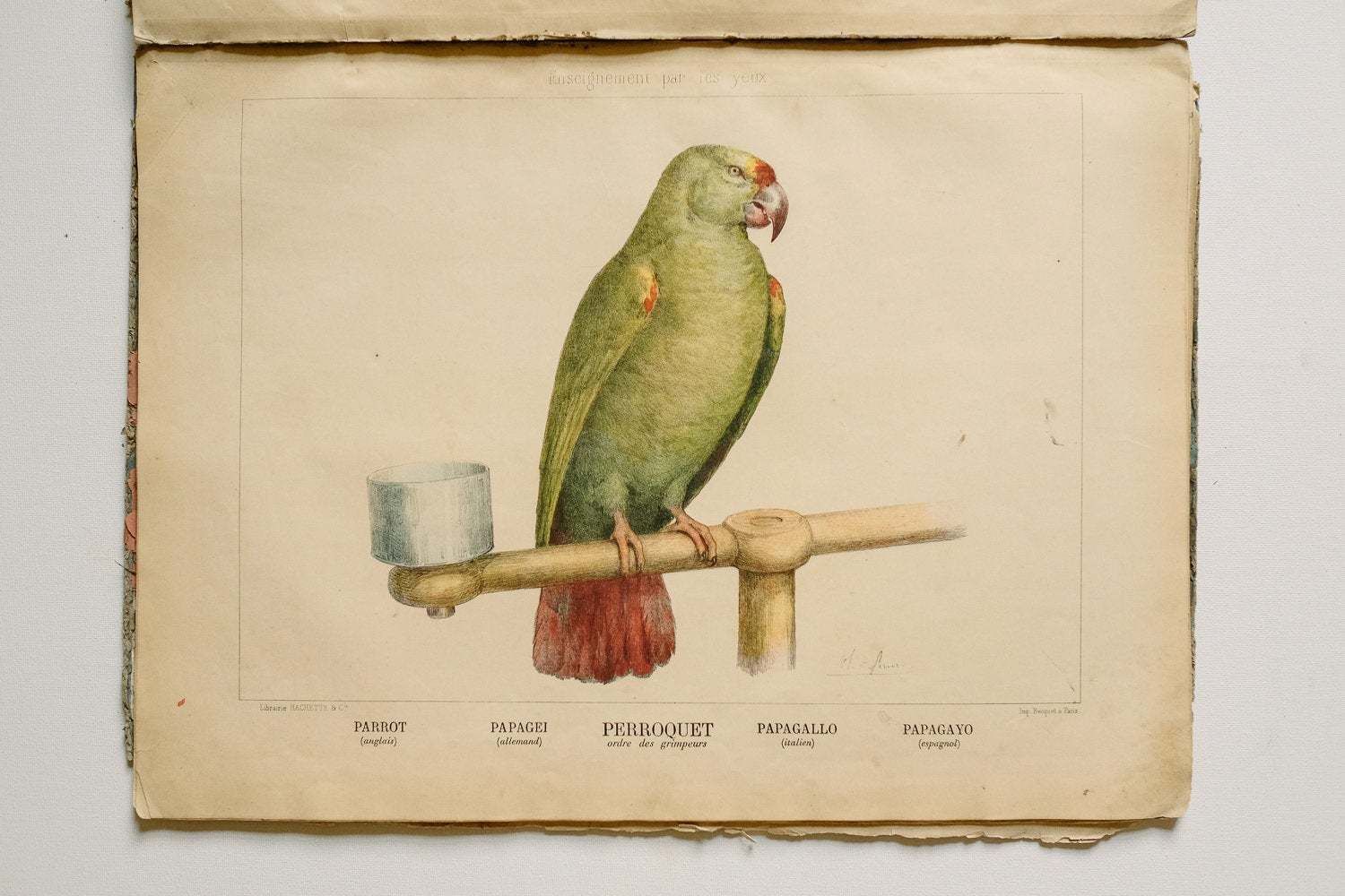 photo furniture Rare Original Zoological Natural History Vintage French School Book Of Wall Charts Enseignement Par Les Yeux 50 Studies 19th Century