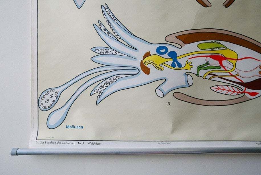 Original Zoological Vintage German School Wall Chart Cuttlefish Cuttle Fish Zoology Insect Beautiful Rare Dr Lips photo 95.0