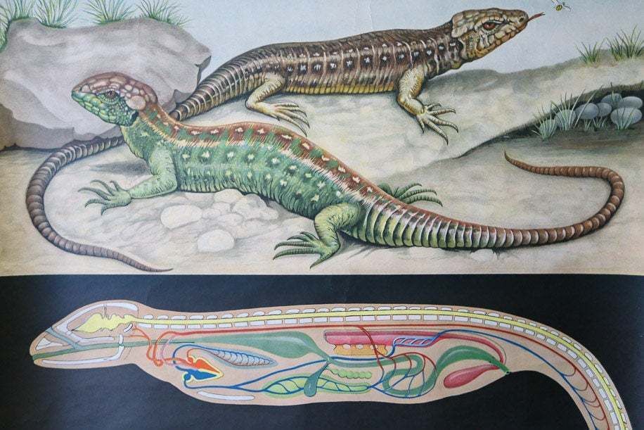 Original Zoological Vintage German School Wall Chart Lizard Reptile Zoology Beautiful Rare Jung Koch Quentell photo Art