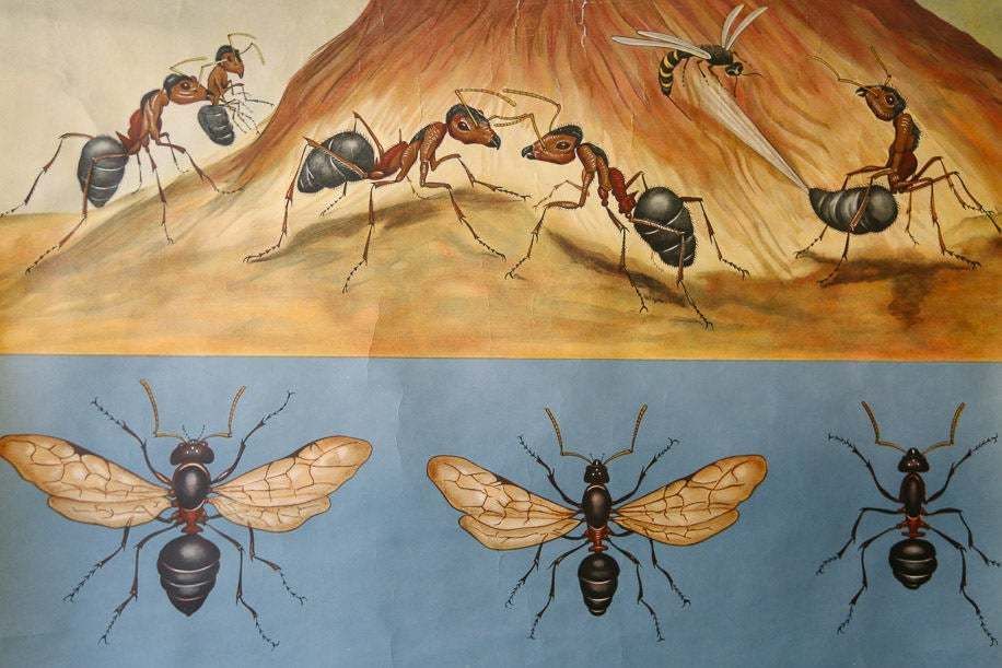 Original Zoological Vintage German School Wall Chart Flying Ants Zoology Insect Beautiful Rare Jung Koch Quentell photo Art