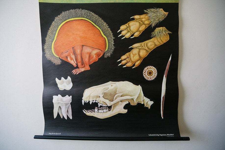 Original Zoological Vintage German School Wall Chart Hedgehog 1973 Zoology Beautiful Rare Jung Koch Quentell Educational Interiors Deco photo furniture