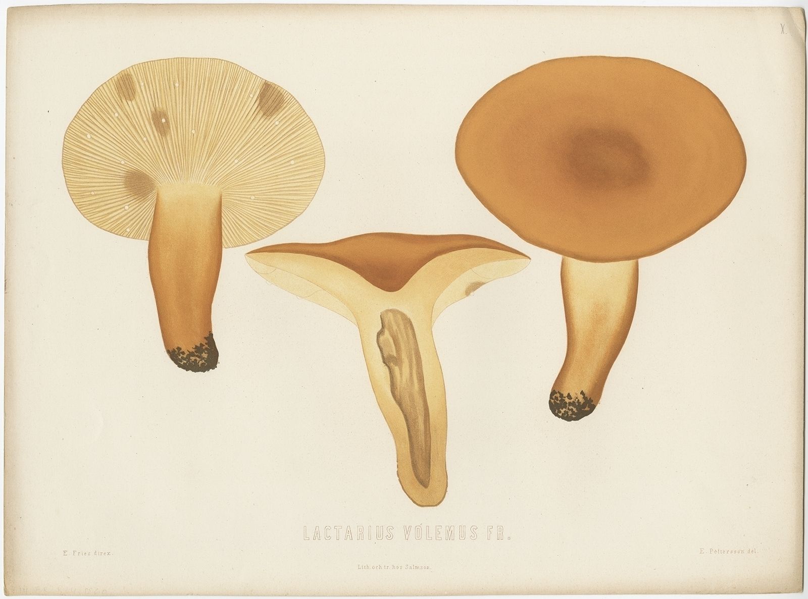 Antique Mycology Print Of The Lactifluus Volemus By Fries (C.1860)