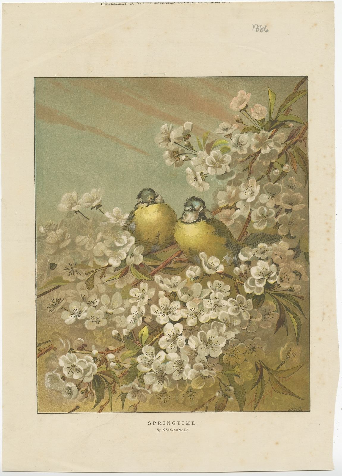 Antique Bird Print Of Birds In Springtime (1886)