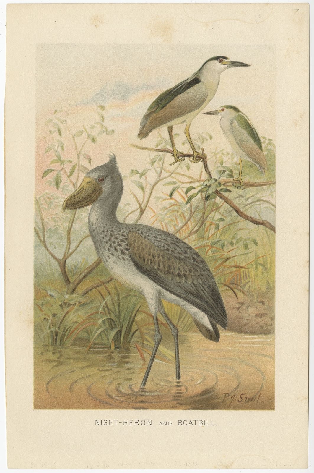 Antique Bird Print Of A Night Heron And Boatbill By Lydekker (1895)
