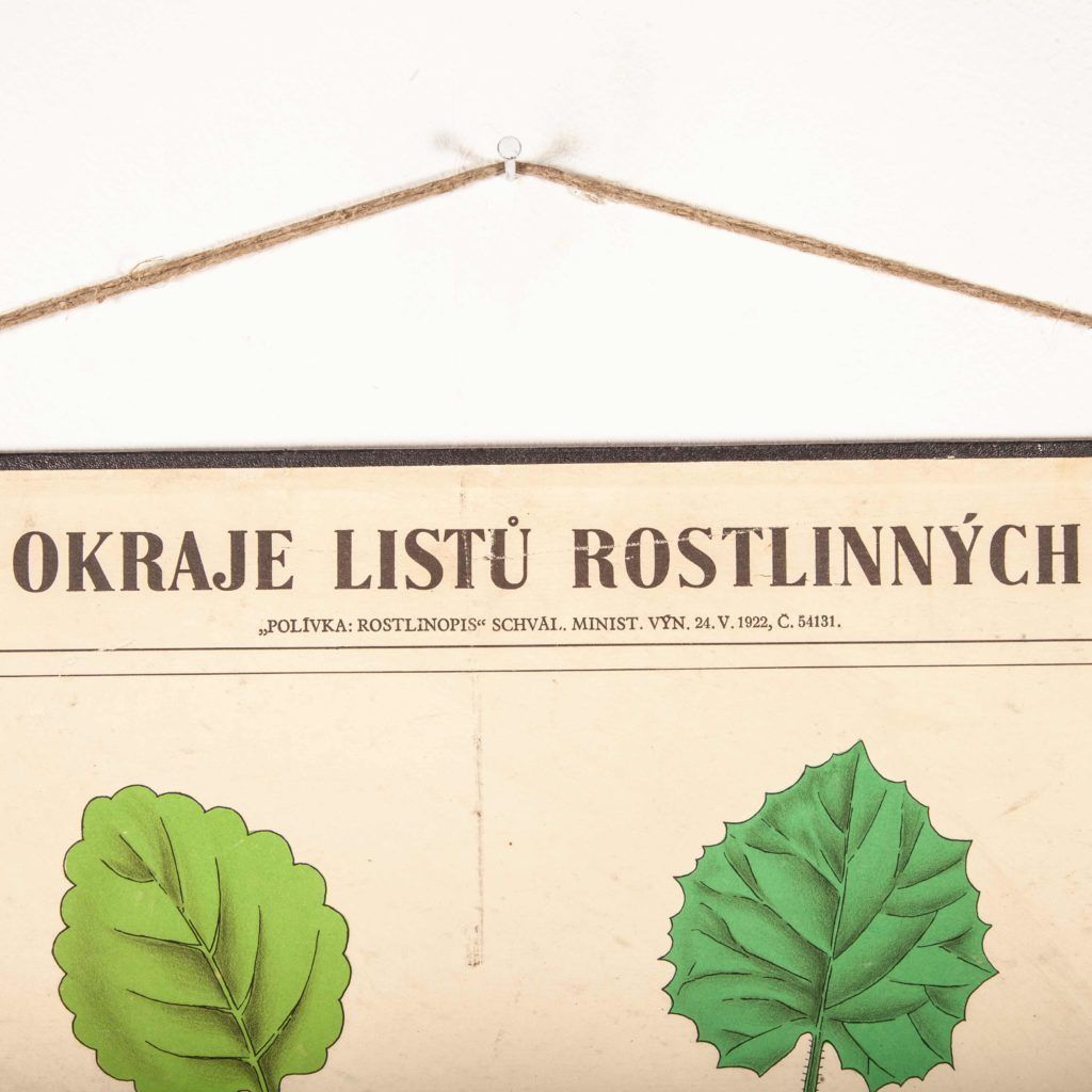 photo vinterior Early 20th Century Educational Chart – Rigid Chart Plant – Leaf Varieties