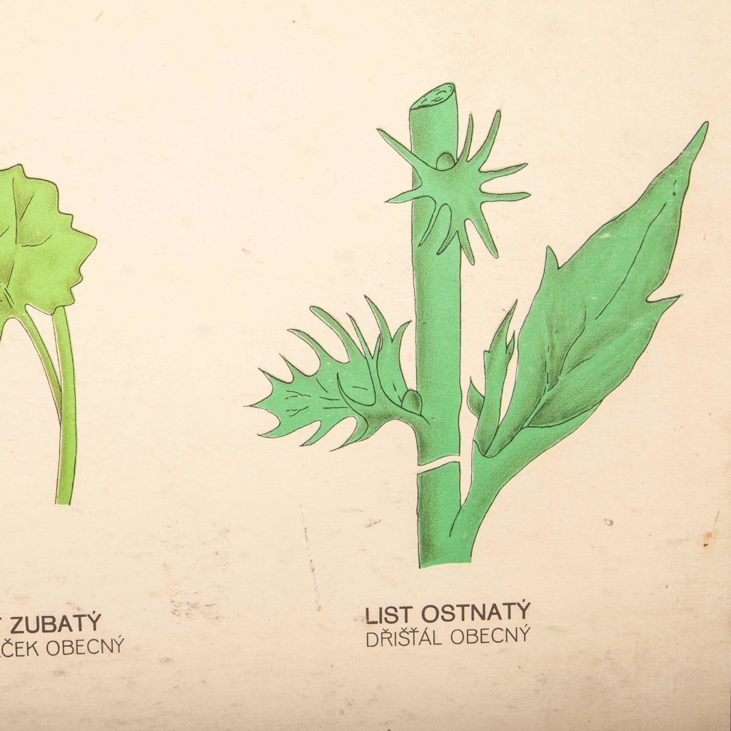 photo buy Early 20th Century Educational Chart – Rigid Chart Plant – Leaf Varieties