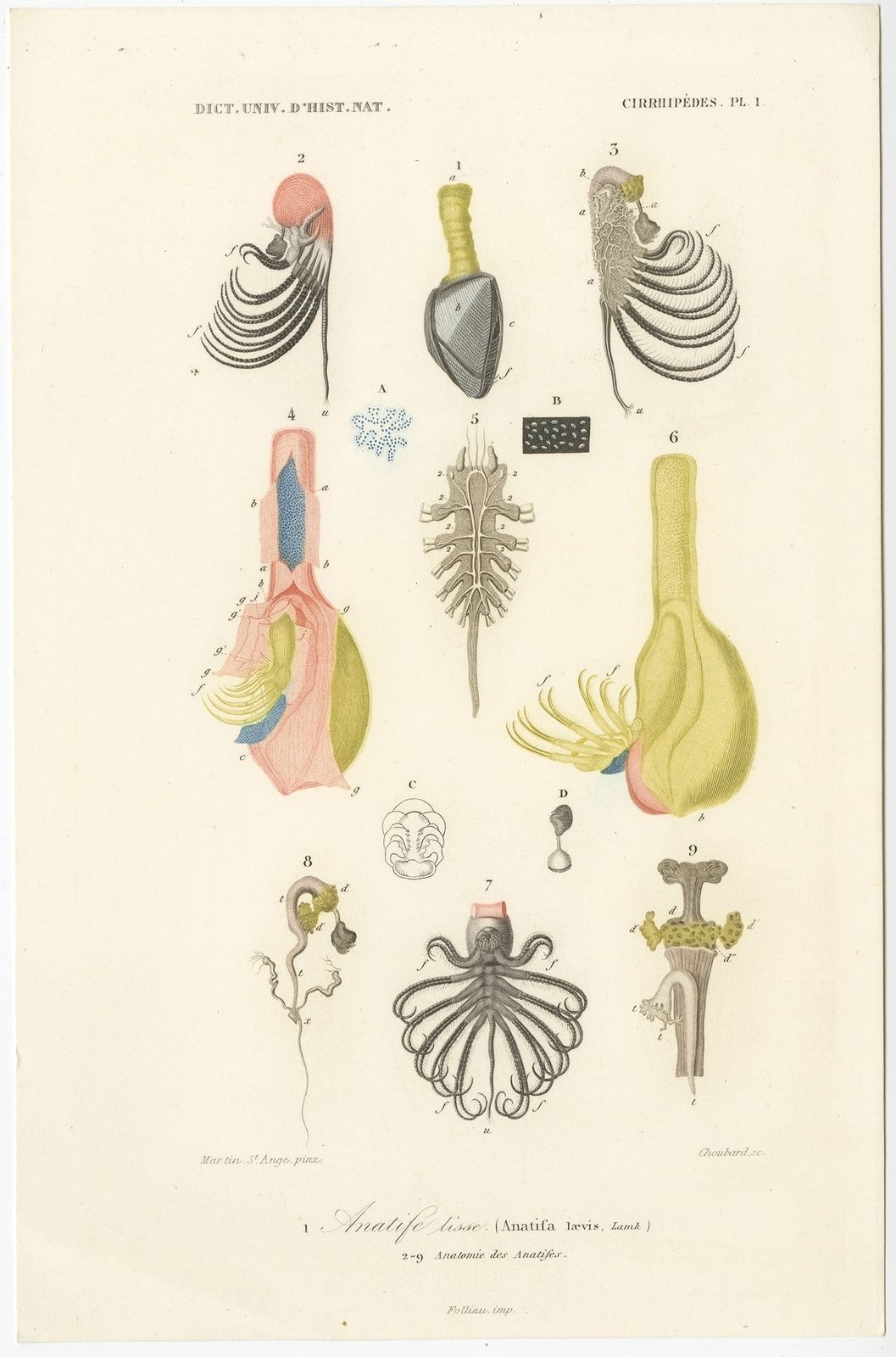 Antique Print Of The Pelagic Gooseneck Barnacle By Orbigny (1849)