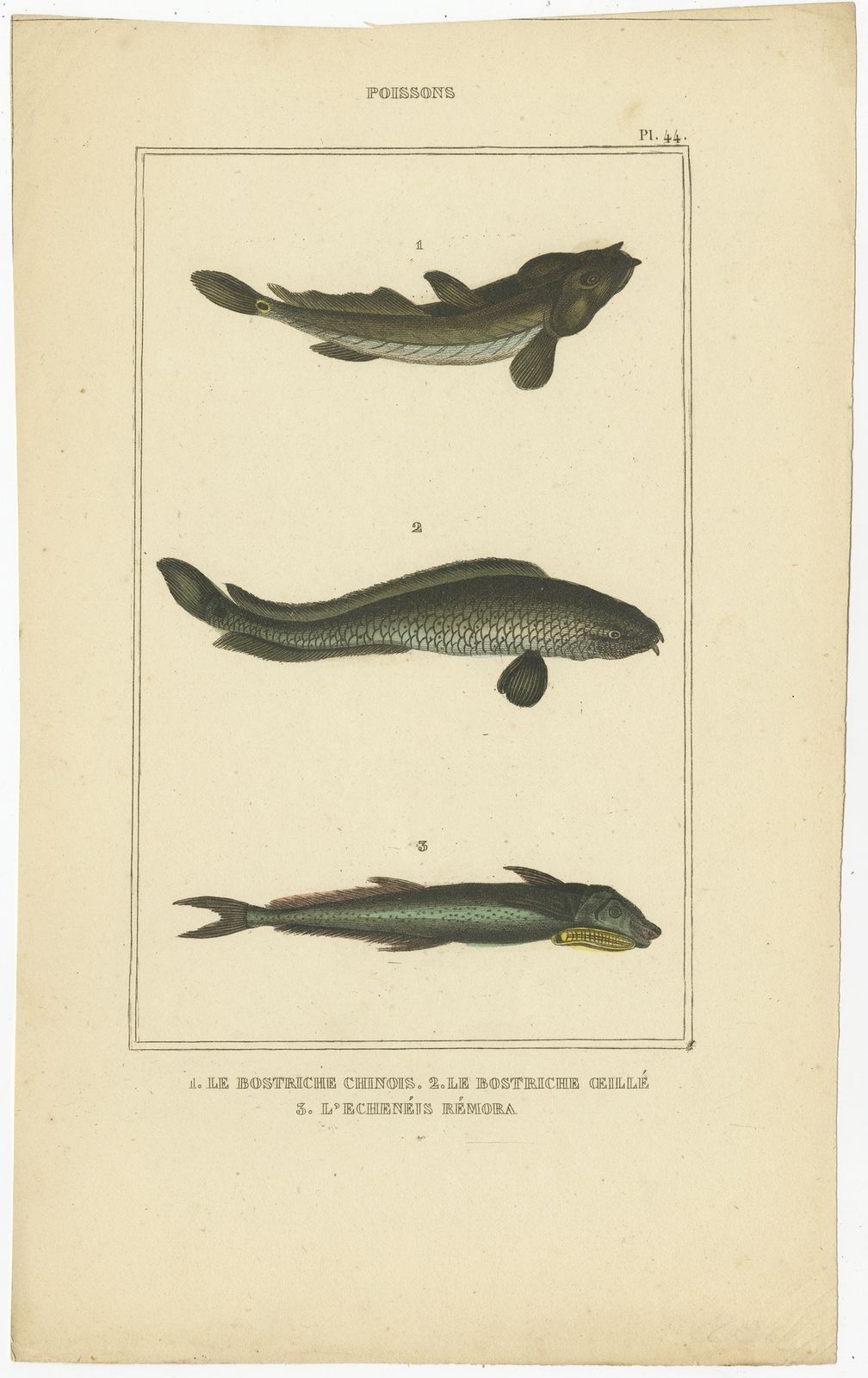 Antique Print Of The Four Eyed Sleeper And Other Fish Species (1844)