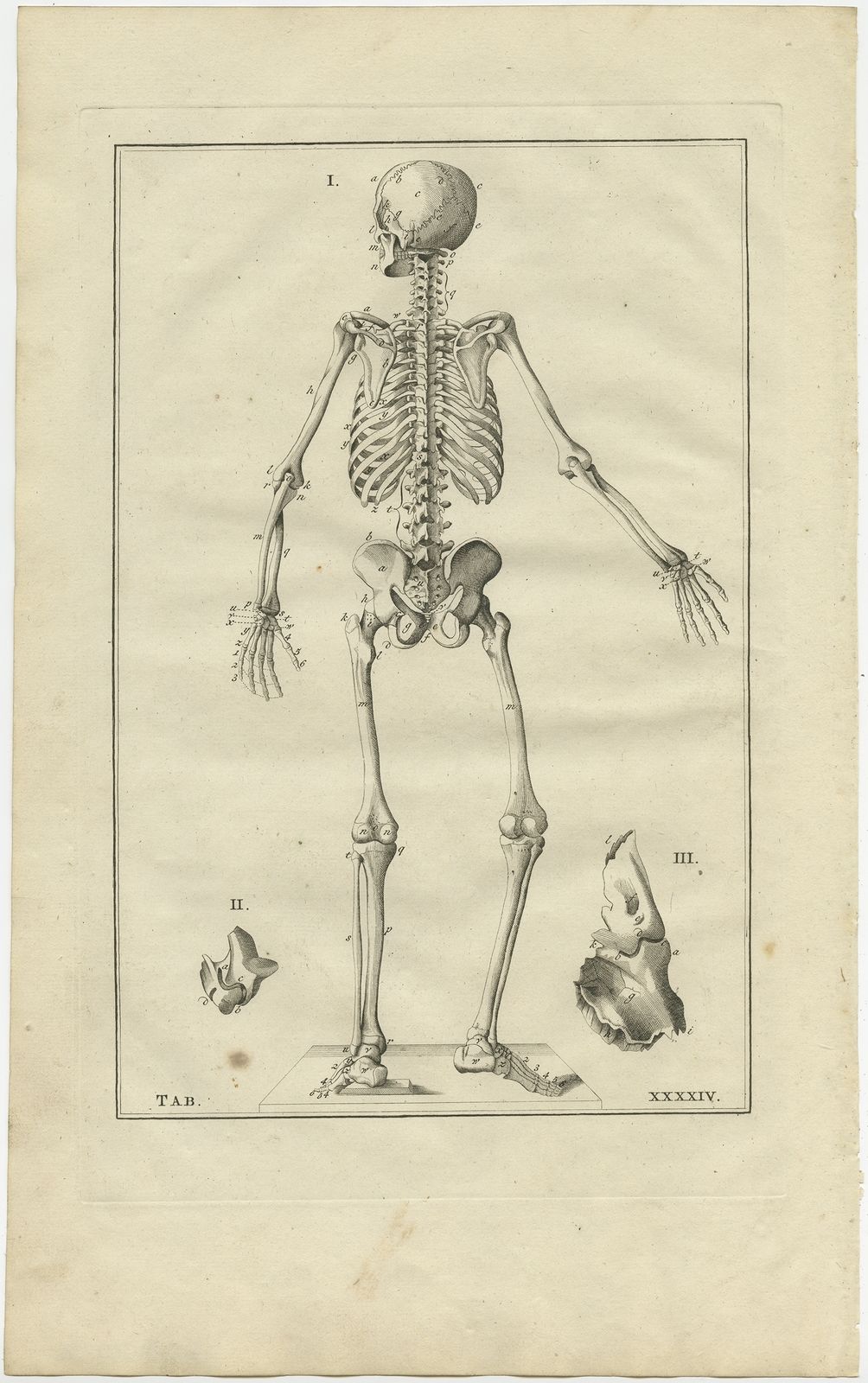 Pl. 44 Antique Anatomy Print Of The Human Skeleton By Elwe (1798) photo furniture