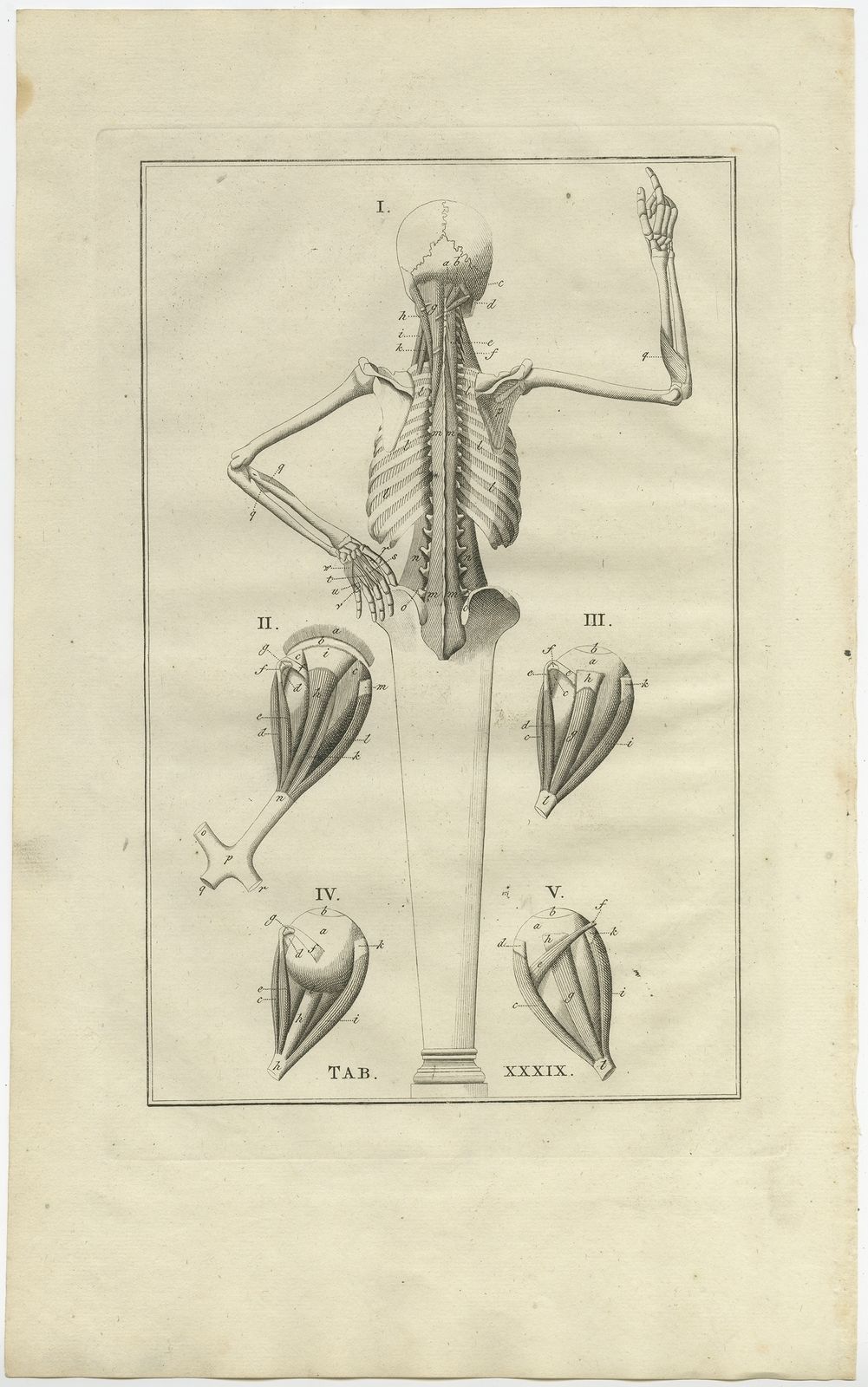 Pl. 39 Antique Anatomy Print Of The Muscular System By Elwe (1798)