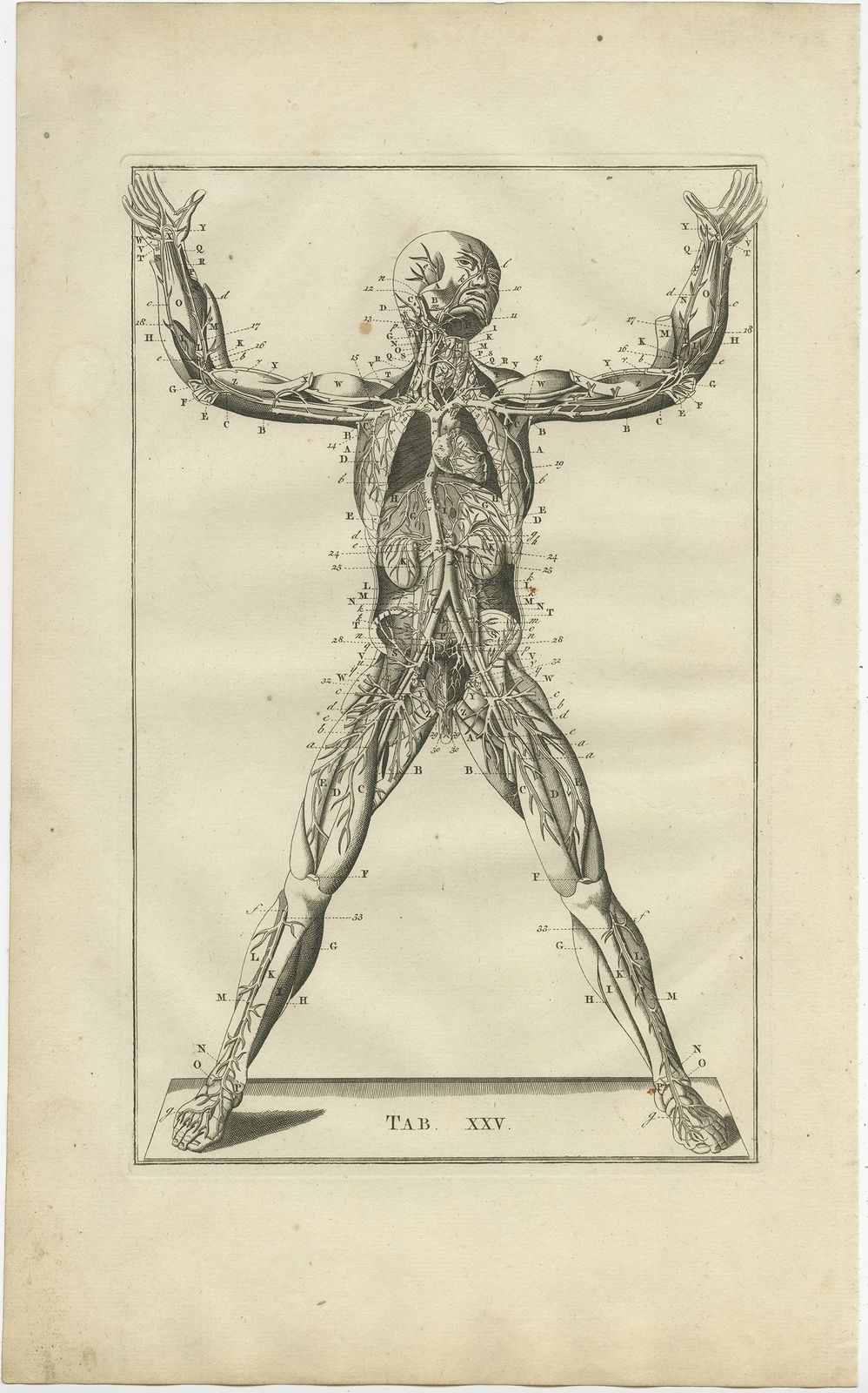 Pl. 25 Antique Anatomy Print Of The Muscular And Venous System By Elwe (1798)