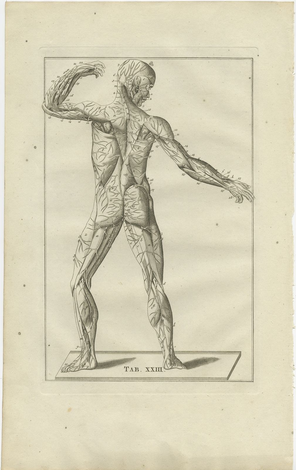 Pl. 23 Antique Anatomy Print Of The Muscular And Nervous System By Elwe (1798)