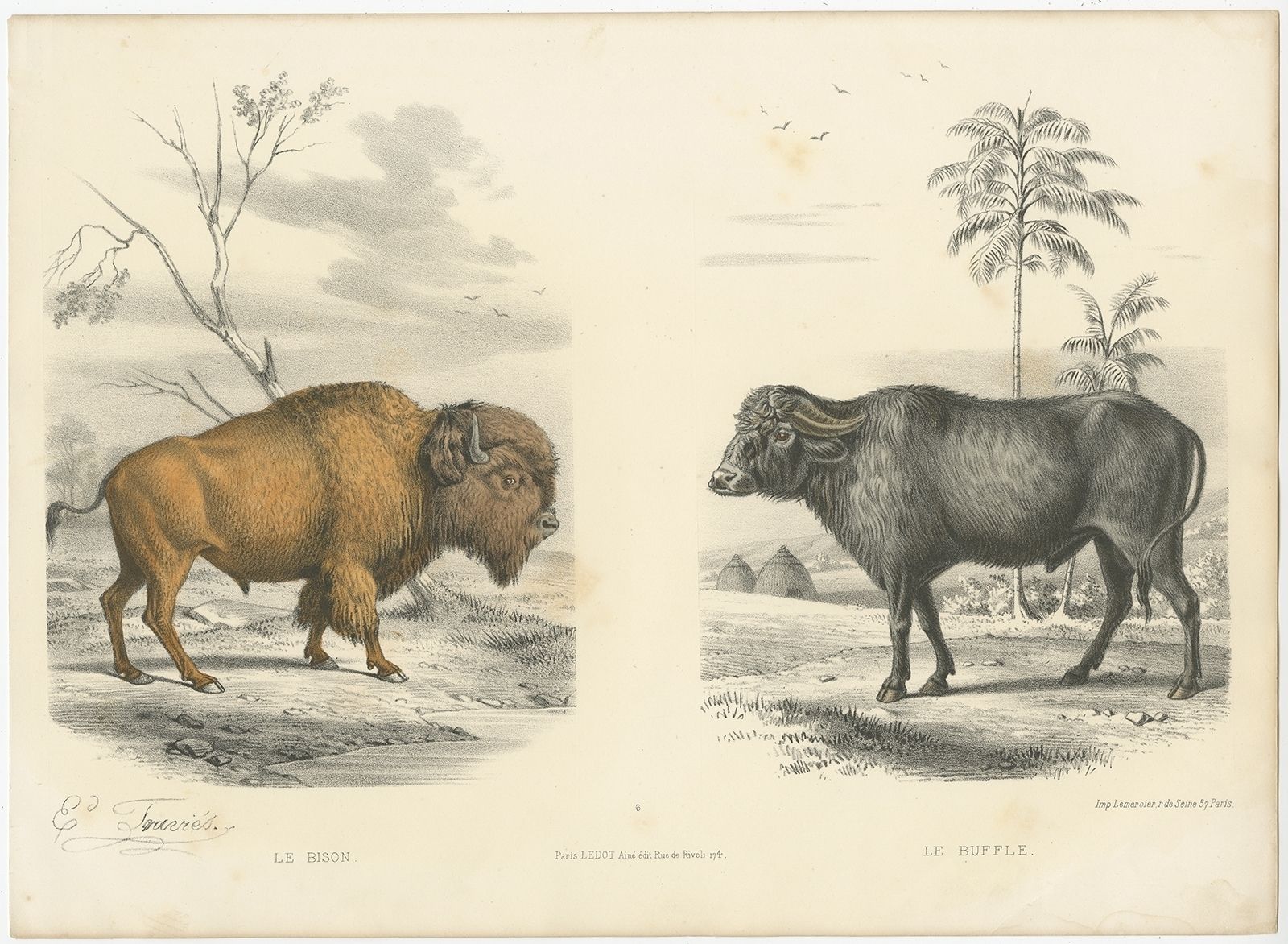 Antique Print Of A Bison And Buffalo By Travies (C.1860)