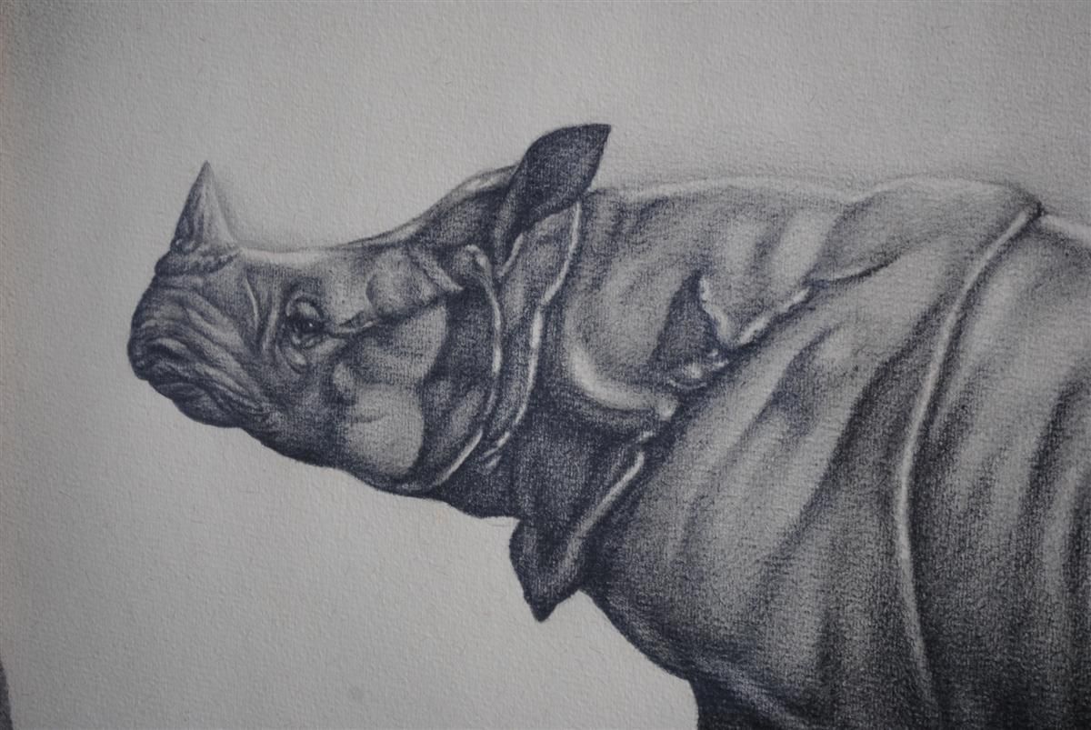 Animal Pencil Drawing On Framed Rhinoceros Paper photo for sale