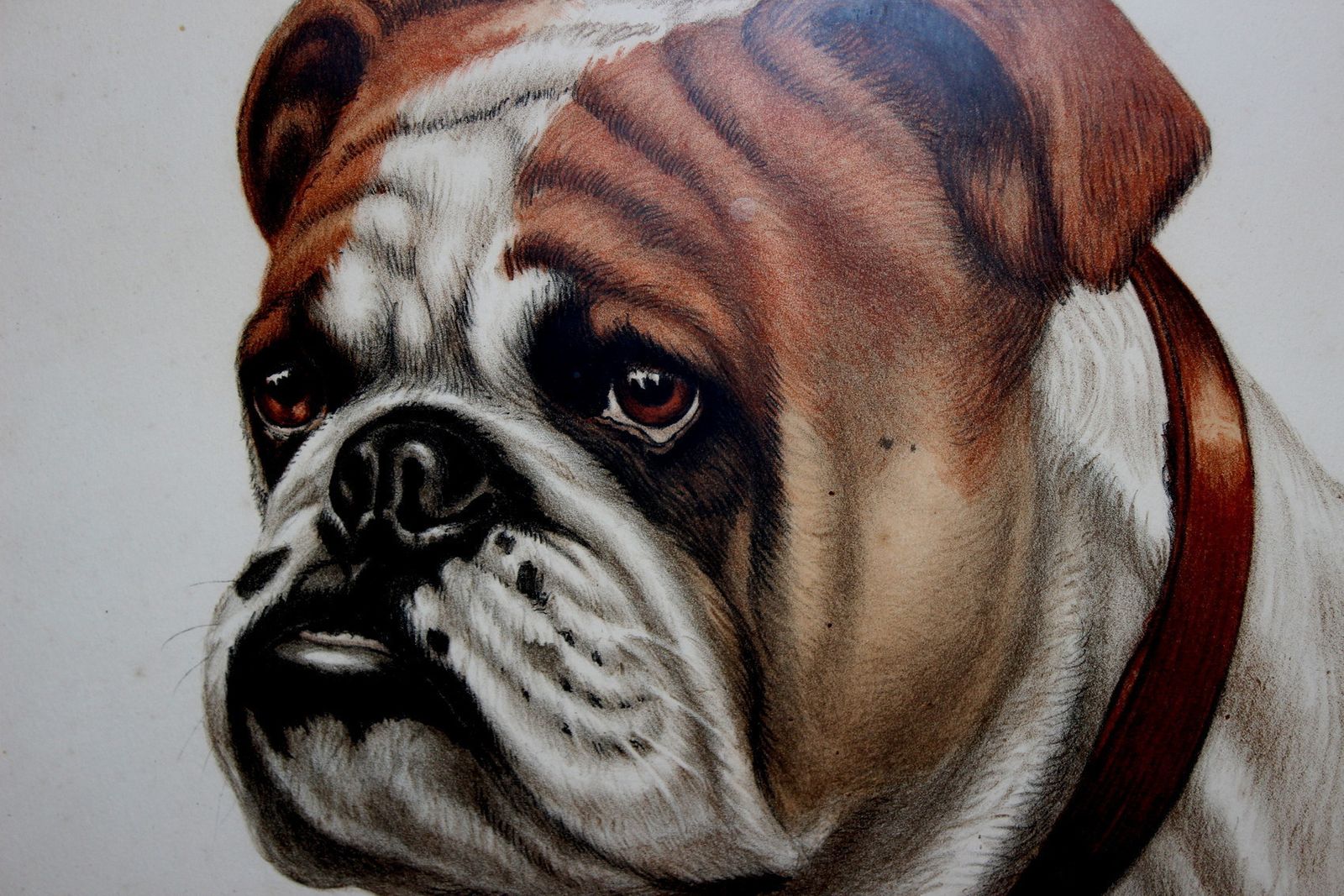 French Drawing  Bulldog Portrait Signed By Leon Danchin Number 59/300 photo for sale
