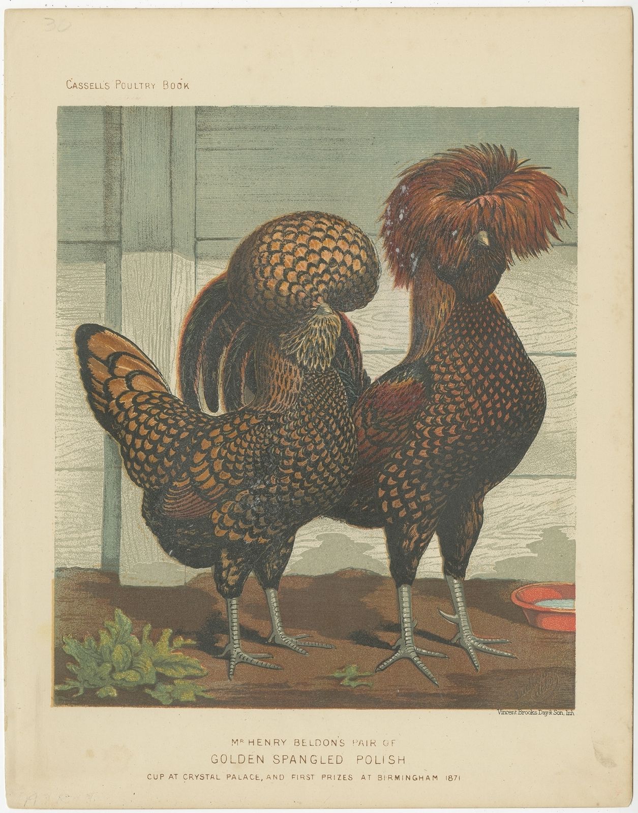 Antique Print Of Golden Spangled Polish Chicken By Cassell (C.1880)