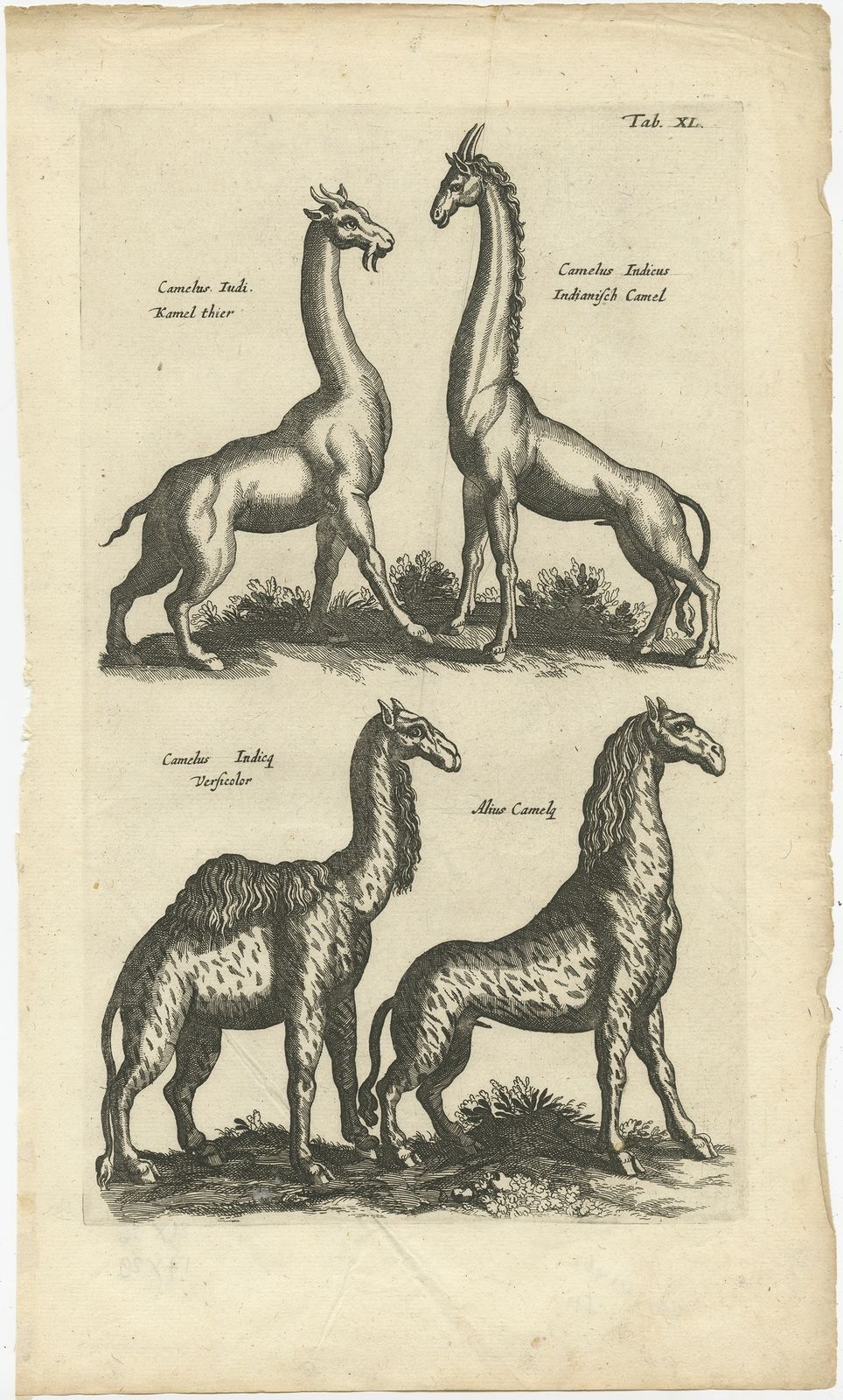 Pl. 40 Antique Print Of Various Animals By Merian (1657)