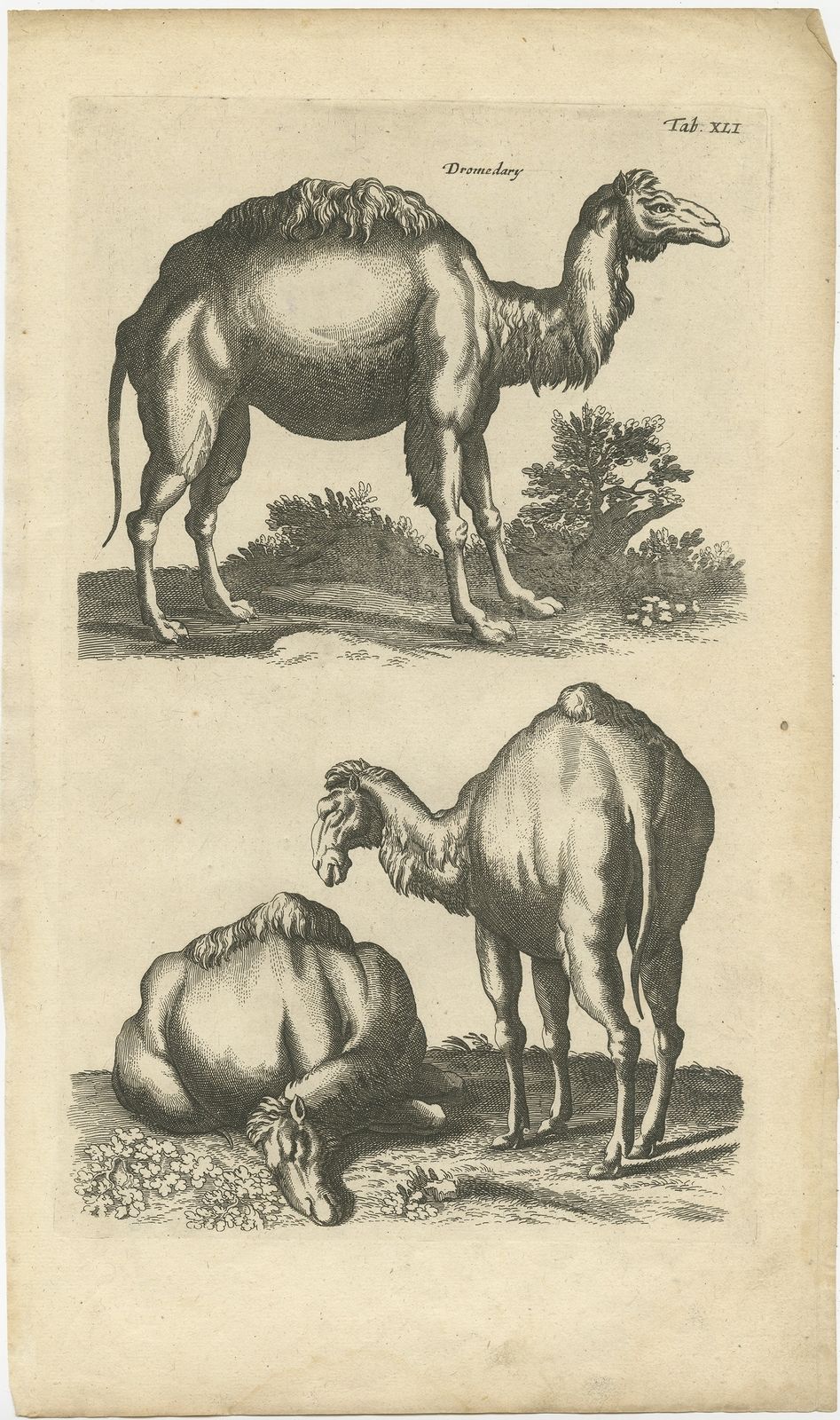 Pl. 41 Antique Print Of A Dromedary By Merian (1657)