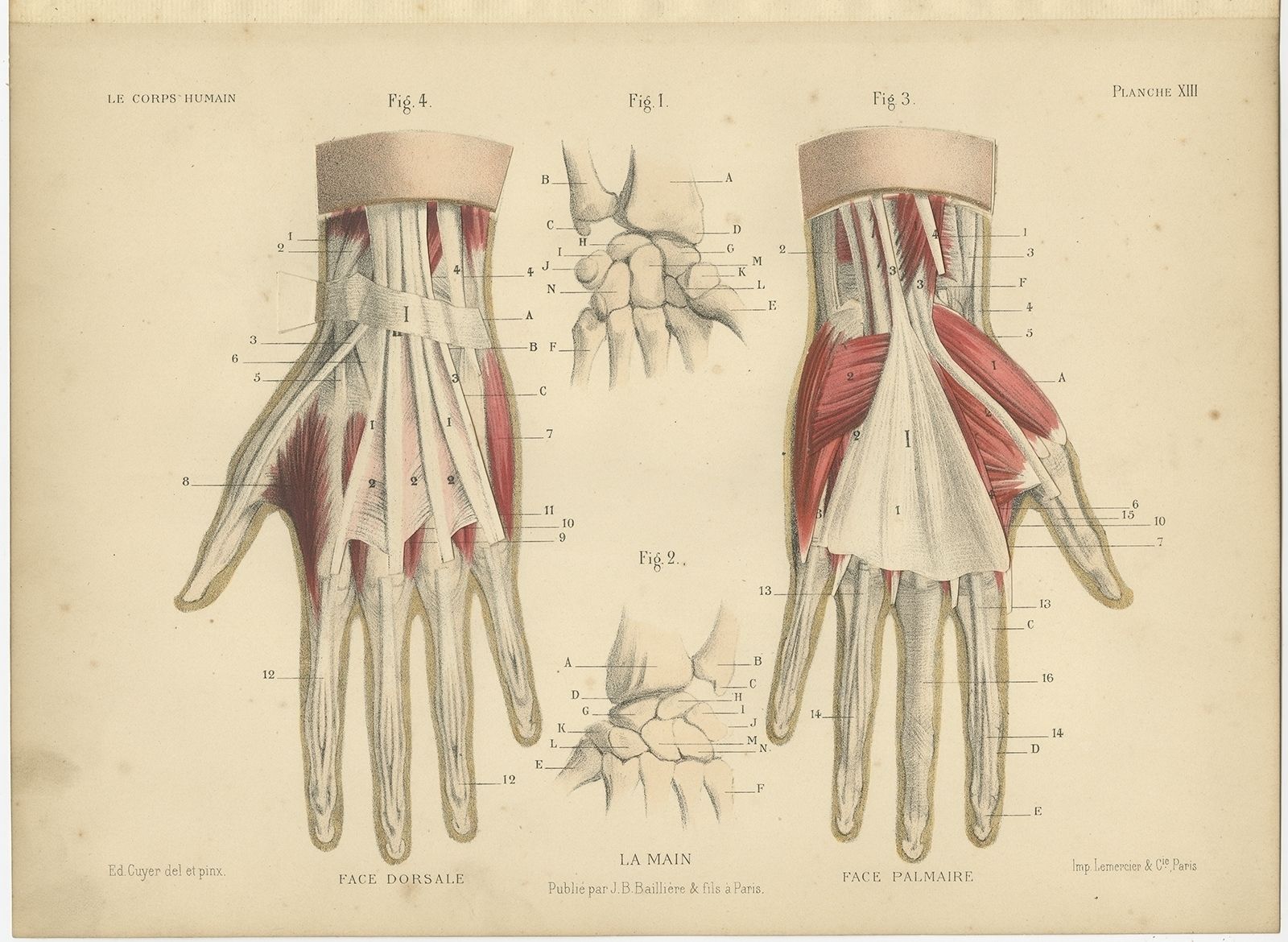 Antique Print Of The Human Hand By Kuhff (1879)