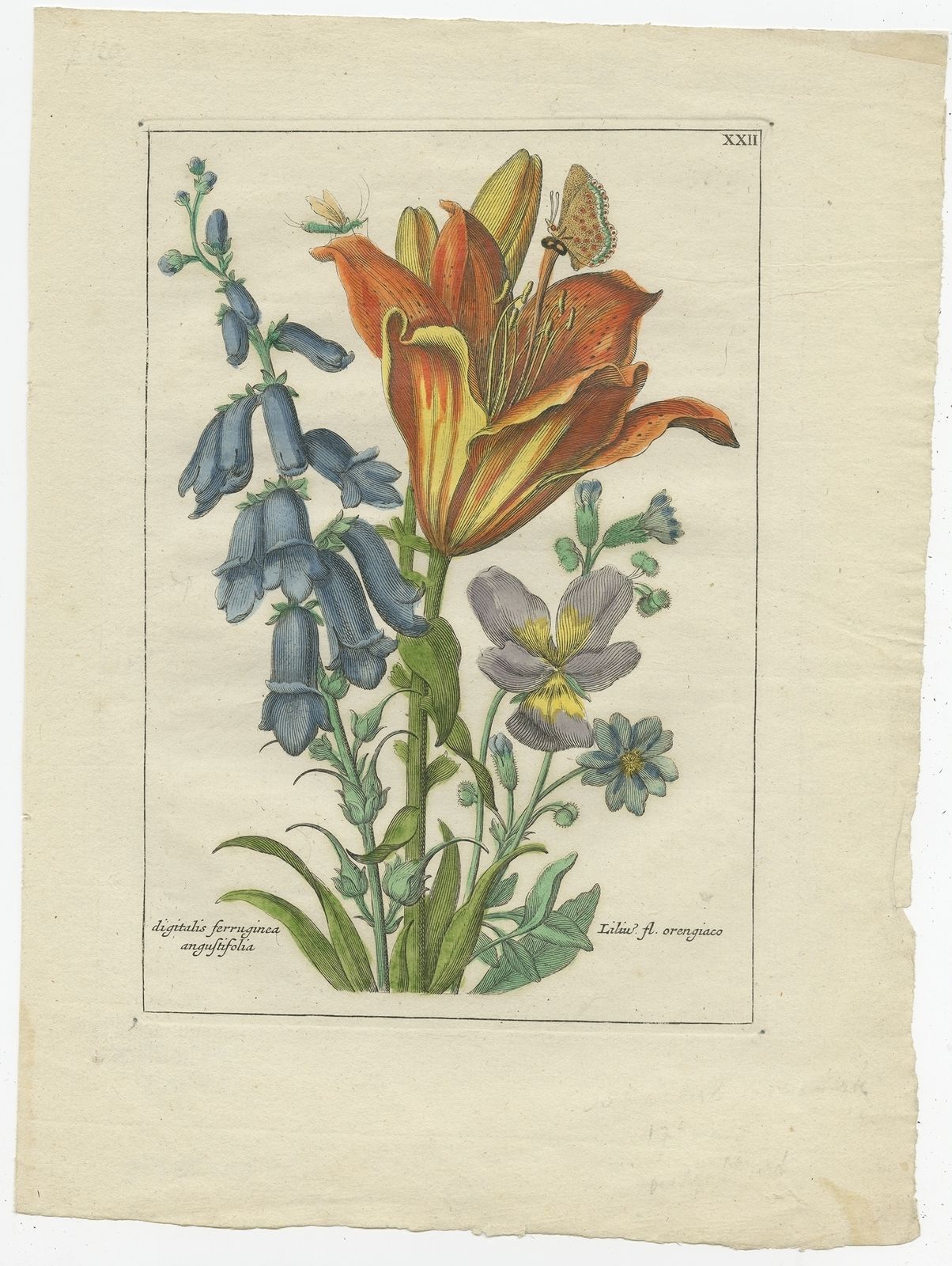 Antique Print Of The Orange Lily By Elwe (1794)