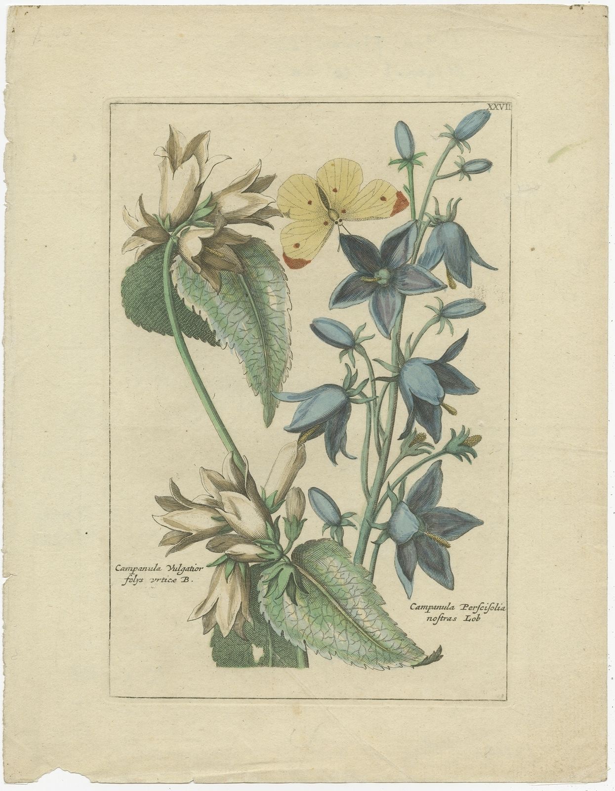Antique Print Of Campanula Plants By Elwe (1794)