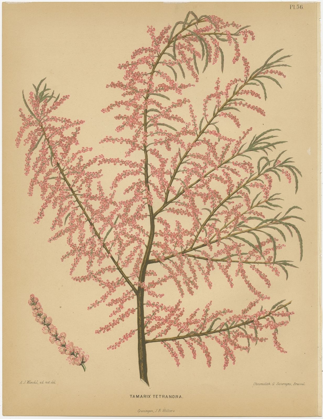 Antique Print Of The Tamarix Tetrandra By Severeyns (1879)
