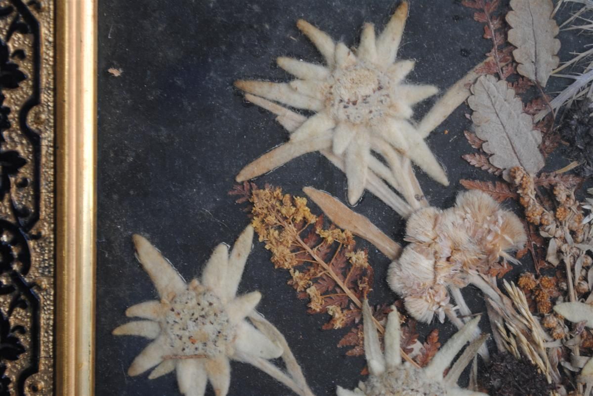 photo buy Souvenir Des Alpes Composition Of Dried Flowers Late 19th Century