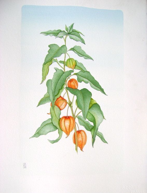 Griffouliere Jean Paul   Original Watercolor   Flowers