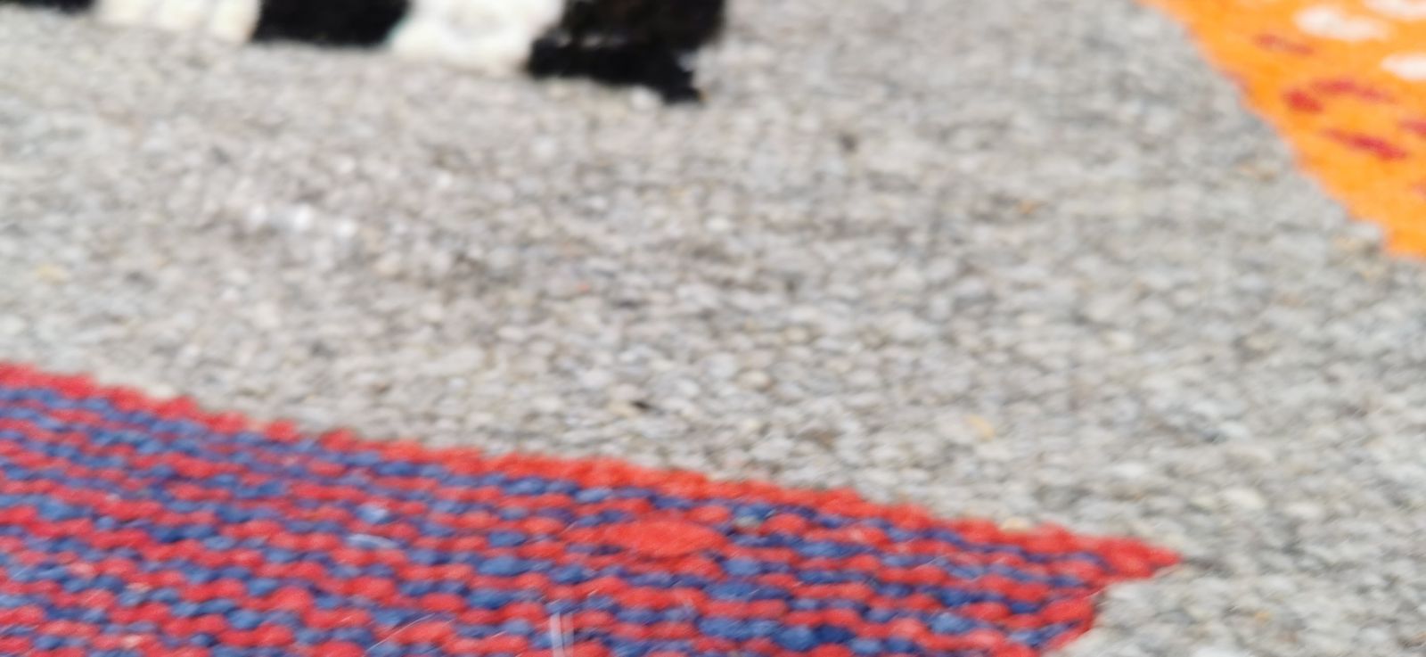 photo vinterior Hand Woven Moroccan Rug Camel Hair .Hand Ebmroidery 267x156 Cm