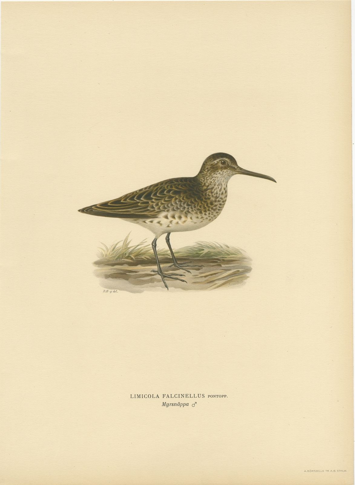 Antique Bird Print Of A Male Broad Billed Sandpiper By Von Wright (1929)